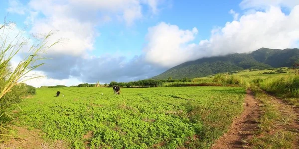 Krajobraz Obszarów Rolnych Saint Kitts — Zdjęcie stockowe