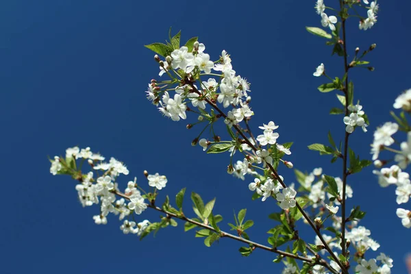 Белые Цветы Ветвях Сакуры Фоне Ярко Синего Неба — стоковое фото