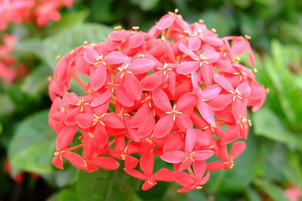 Close Flores Florescentes Lxora — Fotografia de Stock