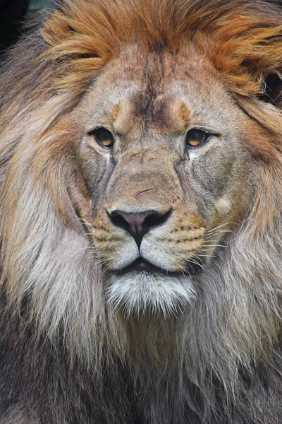 Portret Van Jonge Mannelijke Afrikaanse Leeuw Met Mooie Manen Kijken — Stockfoto