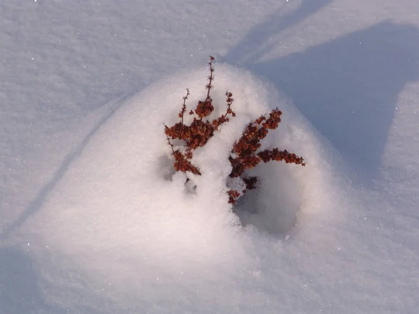 Plantas Murchas Deriva Neve — Fotografia de Stock