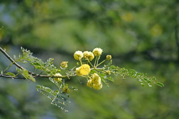 Flowers Vachellia Nilotica Acacia Nilotica Babhul Tree India Vachellia Nilotica — Stock Photo, Image