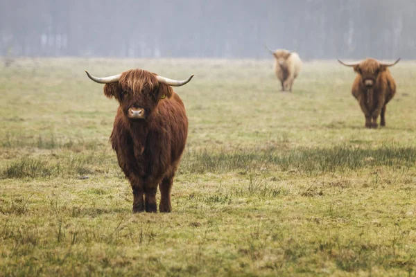 Highland Cows Farm Anderen Netherlands January 2017 — ストック写真
