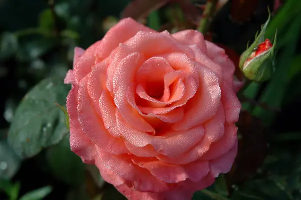 Rosa Rosa Jardín — Foto de Stock