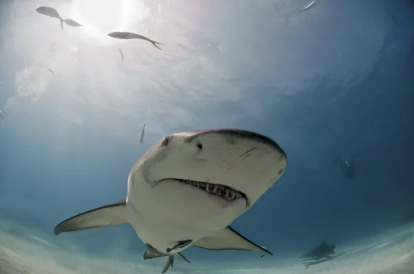 巴哈马 一只柠檬鲨的特写镜头 — 图库照片