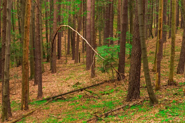 혼합된 숲에서 나무의 — 스톡 사진