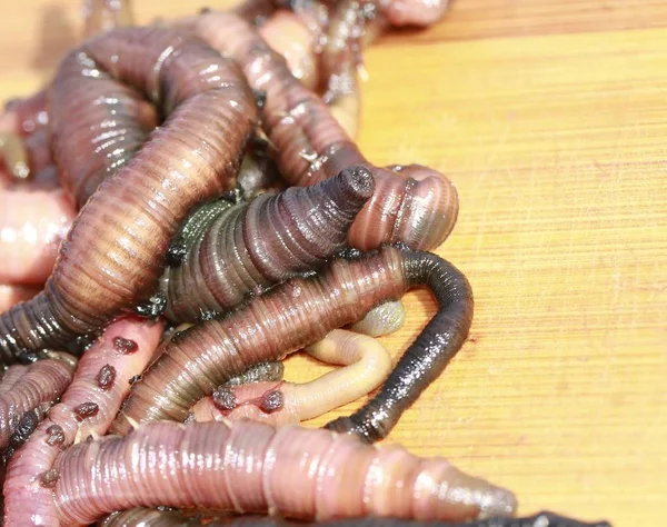 Lugworm Pada Siang Hari — Stok Foto