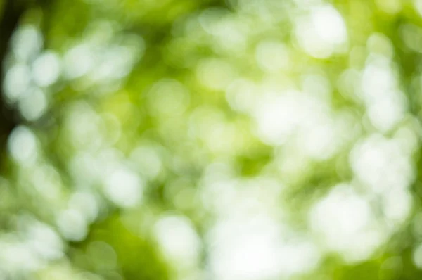 Beautiful Nature Bokeh Blurred Background Your Commercial Editorial Use — Stock Photo, Image