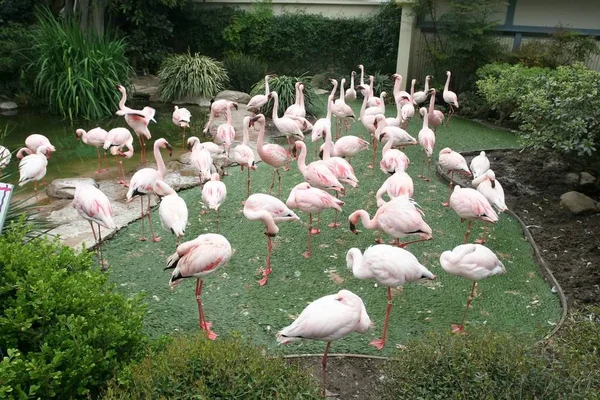 Kis Flamingó Phoenicopterus Minor Egy Faj Flamingo Család Madarak Előforduló — Stock Fotó