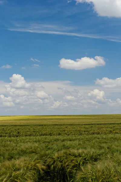 Grünes Weizenfeld Unter Dem Blauen Bewölkten Himmel — Stockfoto