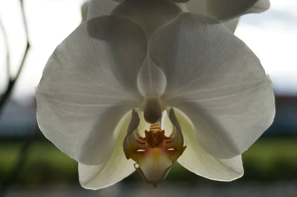 Flores Orquídea Florecen Durante Día —  Fotos de Stock