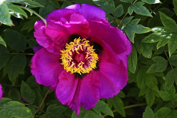 Flor Violeta Com Centro Amarelo Entre Folhas — Fotografia de Stock