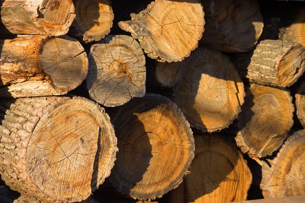 Sıcak Güneşin Altında Kıyılmış Yakacak Odun Closeup — Stok fotoğraf