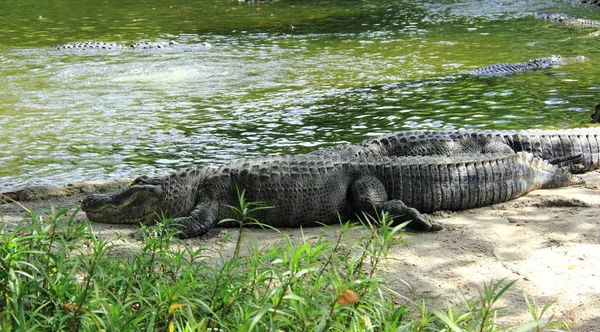 American Alligator Basking Sun Waters Edge — Stock Photo, Image