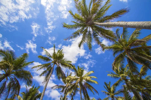 Красивые Пальмы Тропическом Острове — стоковое фото