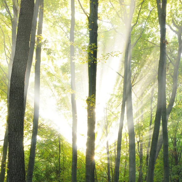 Höst Gryning Magisk Skog Polen — Stockfoto