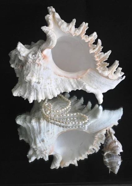 Seashell Czarnym Backgrownd Lustrem — Zdjęcie stockowe
