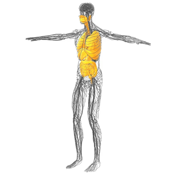 Göra Medicinsk Illustration Det Mänskliga Matsmältningssystemet Och Andningssystemet Sidovy — Stockfoto