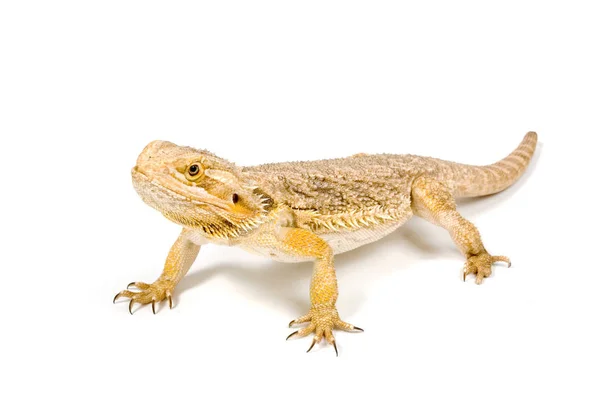 Dragon Barbu Tête Orange Pogona Vitticeps Isolé Sur Blanc — Photo