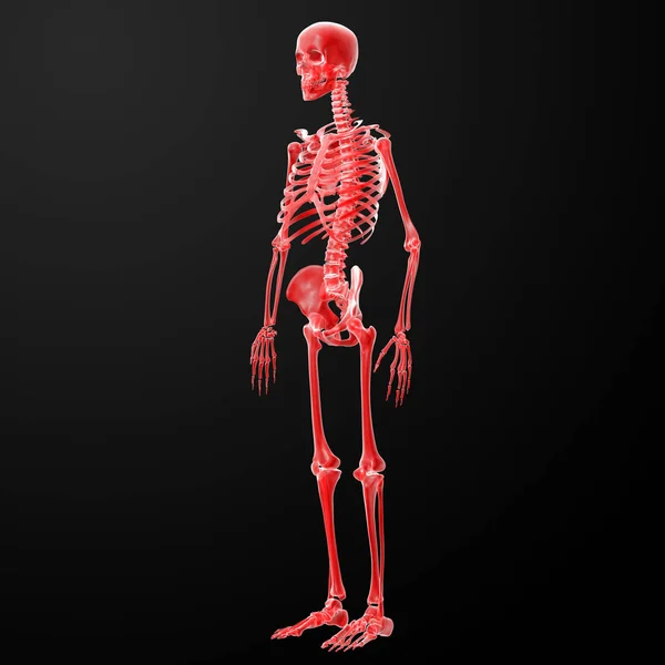 Τετηγμένα Εικονογράφηση Του Σκελετού Πλάγια Όψη — Φωτογραφία Αρχείου