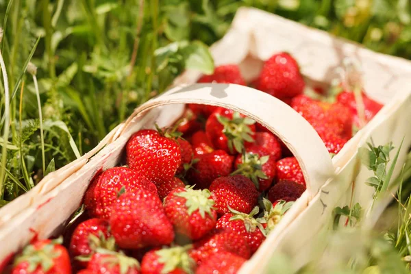 Erdbeeren Korb — Stockfoto