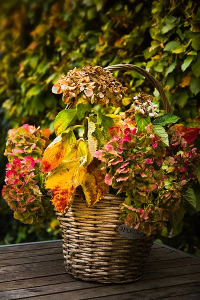 Herbstgarten Korb Mit Bunten Hortensien Oder Hortensien Auf Dem Tisch — Stockfoto