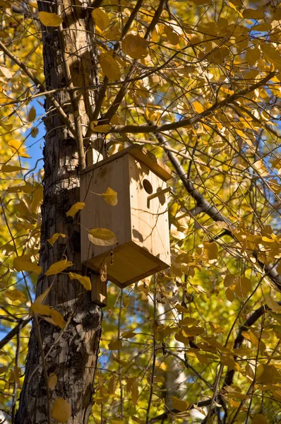 Birdhouse Een Boom Herfst Geel Blad Twijgen — Stockfoto