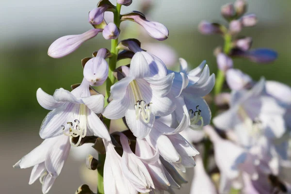 Close Flores Hosta Branco Jardim — Fotografia de Stock