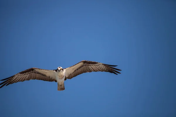 Osprey Ave Presa Pandion Haliaetus Volando Través Cielo Azul Sobre — Foto de Stock