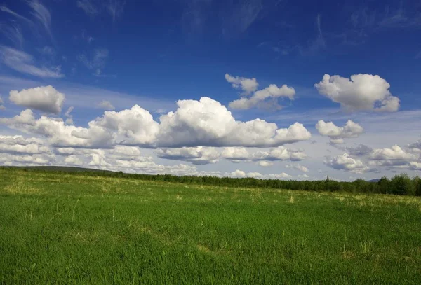 Green Years Field Wood — Stock Photo, Image