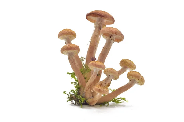 클로즈업에 Armillaria Mellea — 스톡 사진