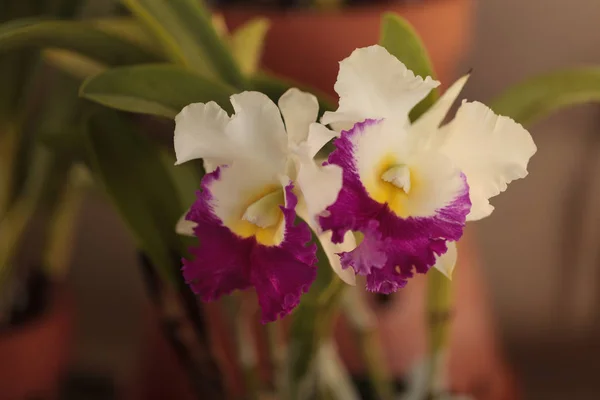 Cattleya Orchideenblume Blüht Sommer Hawaii Einem Botanischen Garten — Stockfoto