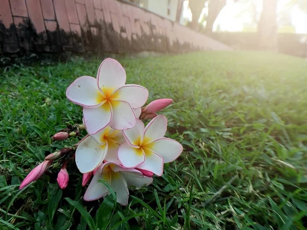 Vita Och Rosa Plumeria Blommor — Stockfoto