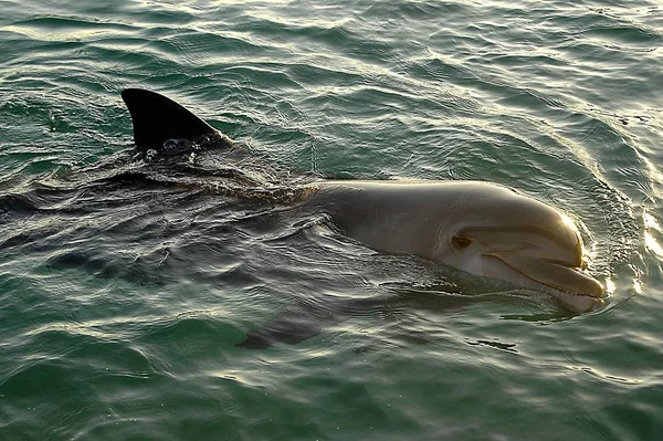 Delfín Mar Rojo Eilat Israel — Foto de Stock