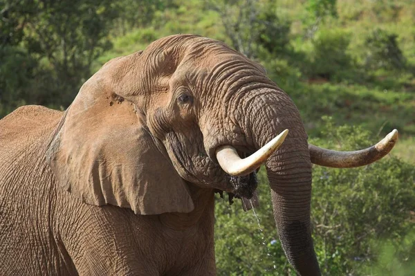 Toro Africano Elefante Agua Potable Cerca —  Fotos de Stock