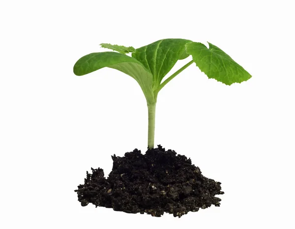 Young Plant Seedling Sprout Isolated White — Stock Photo, Image
