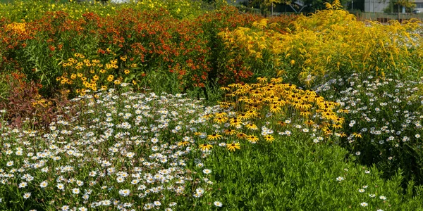 Panorama Del Paesaggio Primaverile Con Diversi Fiori Prato Erba Verde — Foto Stock