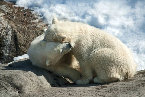 两个小小北极熊玩在动物园里 俄罗斯 — 图库照片