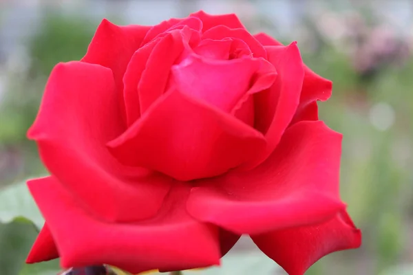 Красная Роза Цветок Природа — стоковое фото