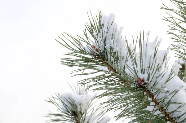 Ramo Pino Coperto Con Sfondo Neve Del Cielo Inverno — Foto Stock