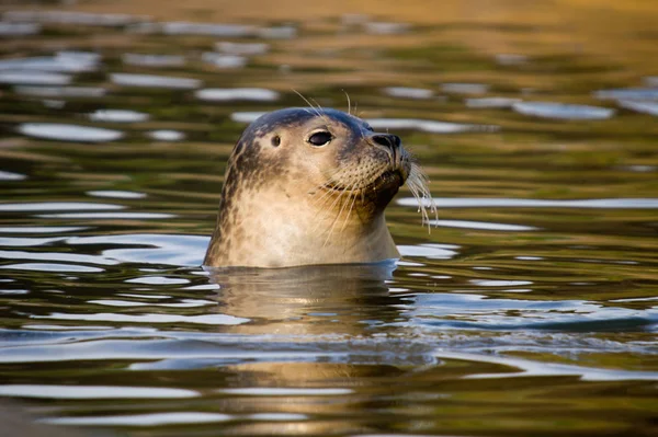 Liman Seal Phoca Vitulina Yavru Üstünde Kafa Ile Kurtarıldı — Stok fotoğraf