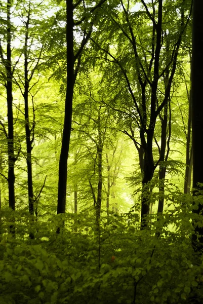 Beech Trees Eifelen Tyskland — Stockfoto