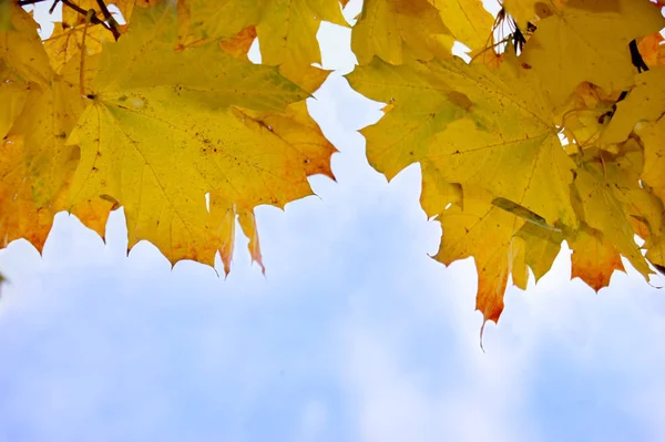 Piękne Jesienią Listowie Przeciw Błękitne Niebo — Zdjęcie stockowe