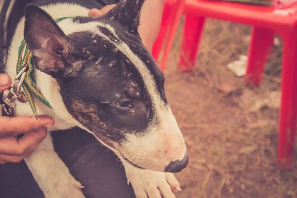 Dog Bull Terrier Thailand — Stock Photo, Image