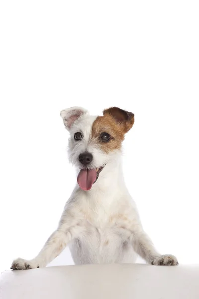 Isolierter Jack Russell Terrier Steht Und Lehnt Über Weißem Hintergrund — Stockfoto