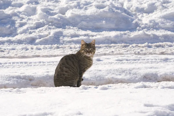Γάτα Που Κάθεται Ένα Χιόνι Καλυμμένο Δρόμο — Φωτογραφία Αρχείου