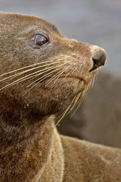 Closeup New Zealand Fur Seal — Stock Photo, Image