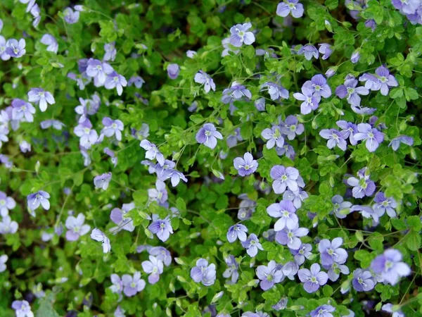 Flores Azuis Perto Flora — Fotografia de Stock