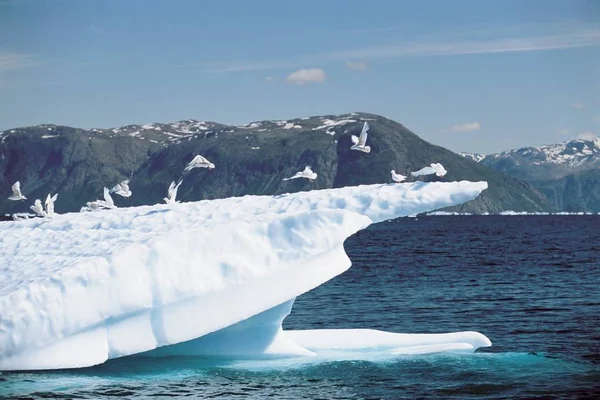 Atterraggio Degli Uccelli Iceberg — Foto Stock