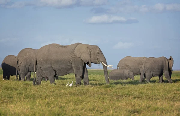 Grupp Afrikanska Bush Elefanter Loxodonta Africana Amboseli Nationalpark Kenya — Stockfoto